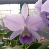 Cataleya Wilson profil fotoğrafı