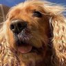 Babak Goodarzi's profile picture