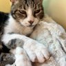 Nekomanma🇵🇹 profil fotoğrafı