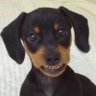 Rafa profil fotoğrafı