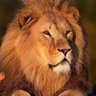 احمدالرحال's profile picture