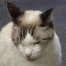 ものぐさじいちゃん's profile picture