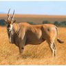 Mhofu Vikela's profile picture