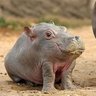 Abé profil fotoğrafı