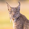Profilbild von lynx