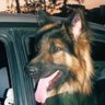 🇦🇺Toby🇮🇱 profil fotoğrafı