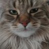 Royale with Cheese's profile picture