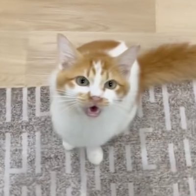 Abe Muffin's profile picture