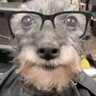 Profilbild von Mi amigo el vago