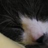 hachiwaresama3 profil fotoğrafı