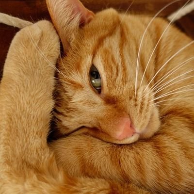 videoyen's profile picture