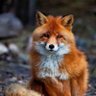 SilverSands's profile picture