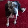 josie. profil fotoğrafı