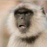 Bitter Zimbabwean's profile picture