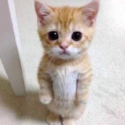 RaruKing777's profile picture