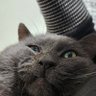 クレープ's profile picture