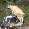 Profilbild von Cycling Memes