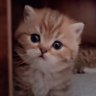 Profilbild von Zeynep