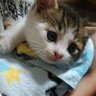 ネコイヌ 2 🍻🐾 友達募集中 profil fotoğrafı