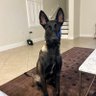 malinoislover's profile picture