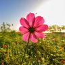 Фото профиля Samira Ahmed Hossein