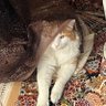 Profilbild von Adib D cat