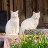 Фото профиля Dianne Lamers🐦🎗️ katten: Kaatje en Siepie