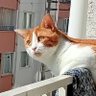 Фото профиля Sezayi Uludağ