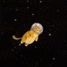 El gato volador 🦁 的头像