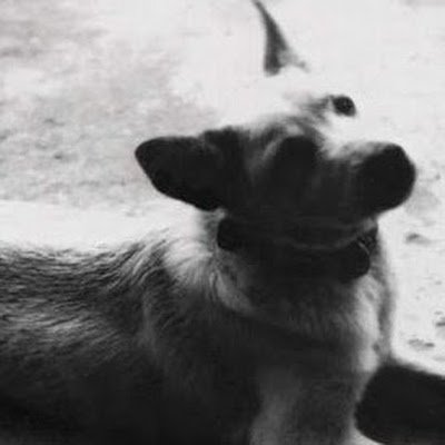 carllin117464's profile picture