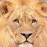 Profilbild von Matthew paul