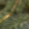 🦔 profil fotoğrafı