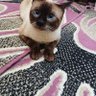 Abdou0868 عبدو 的头像