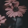 Krys's profile picture
