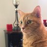 LinhaD66's profile picture