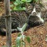 Buddy the cat's profile picture