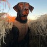fetchitup's profile picture
