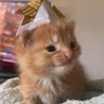 Goifoik's profile picture