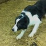 IdahoShepherd 的头像