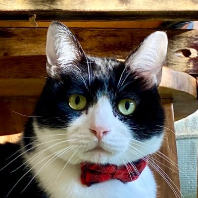 にゃんたまチャンネル@猫と遊べる温泉旅館's profile picture