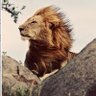 Daviator's profile picture