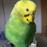 Profilbild von わさやん