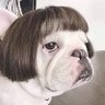 Profilbild von 大学いも