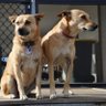 Фото профиля 2dogs
