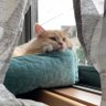 にゃんニャン🐬 的头像