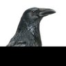 کلاغ سیاه profil fotoğrafı
