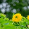 るろうに profil fotoğrafı