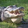 Florida Gators For Trump's profile picture