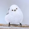 Profilbild von ボボポポロ