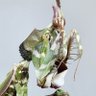 虫好きモロ【カマキリ愛好家】's profile picture